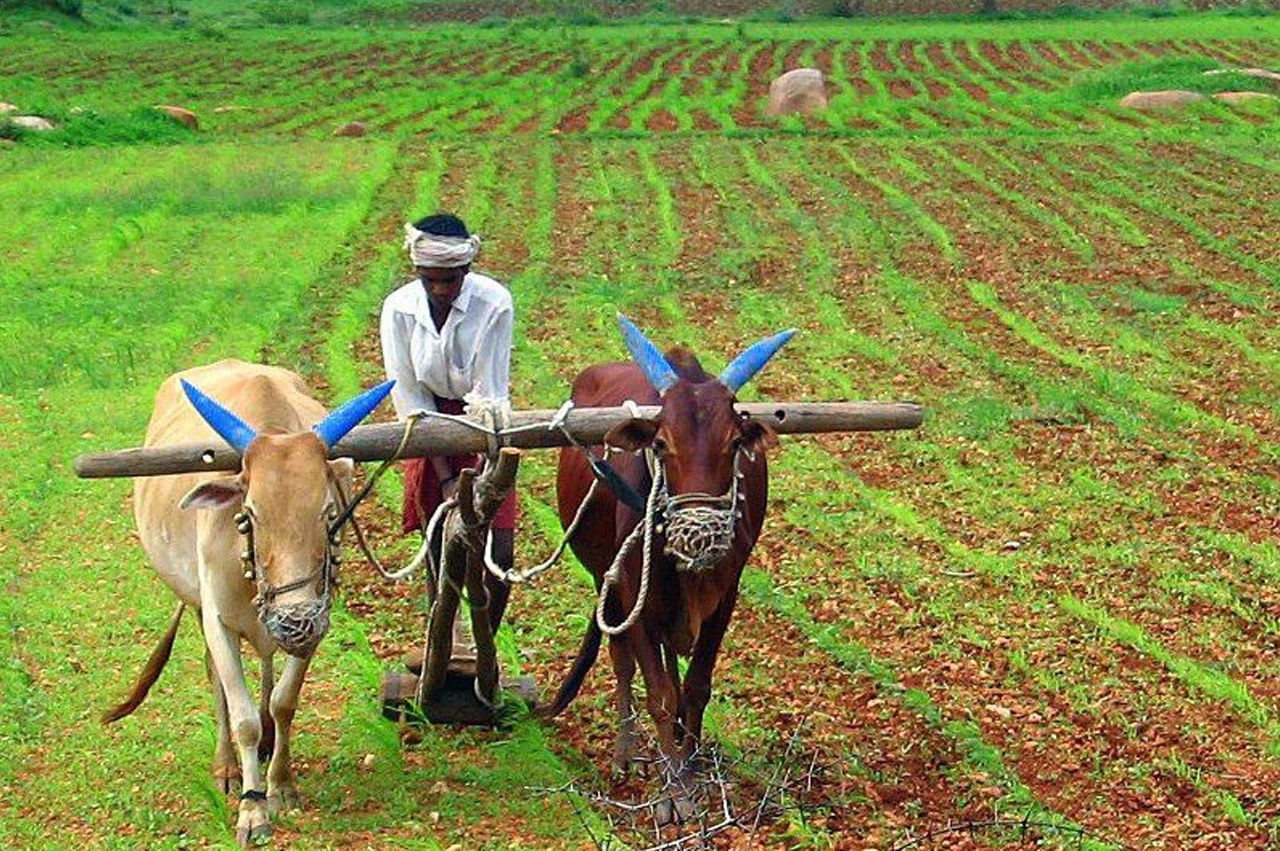 Farmers working in field